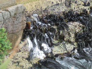 Kelp at Punakaiki rocks